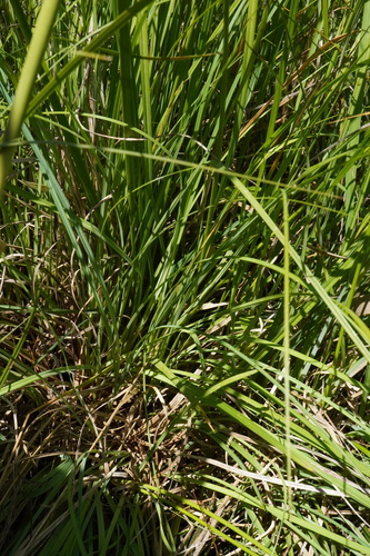 Image of Carex hostiana by (c) Patrick Hacker, some rights reserved (CC BY)
