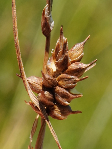 Image of Carex hostiana by (c) Patrick Hacker, some rights reserved (CC BY)