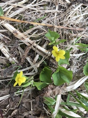 Viola glabella