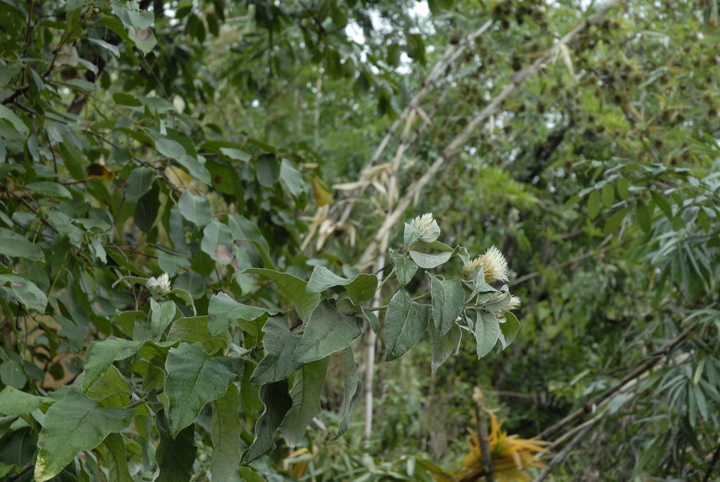 Ochrocephala