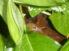 Micrathena sexspinosa image
