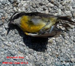 Coereba flaveola caboti