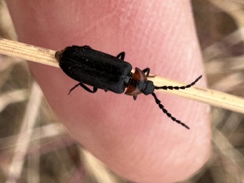 Brachylampis