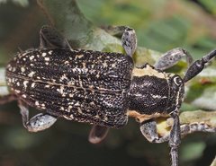 Ancita antennata