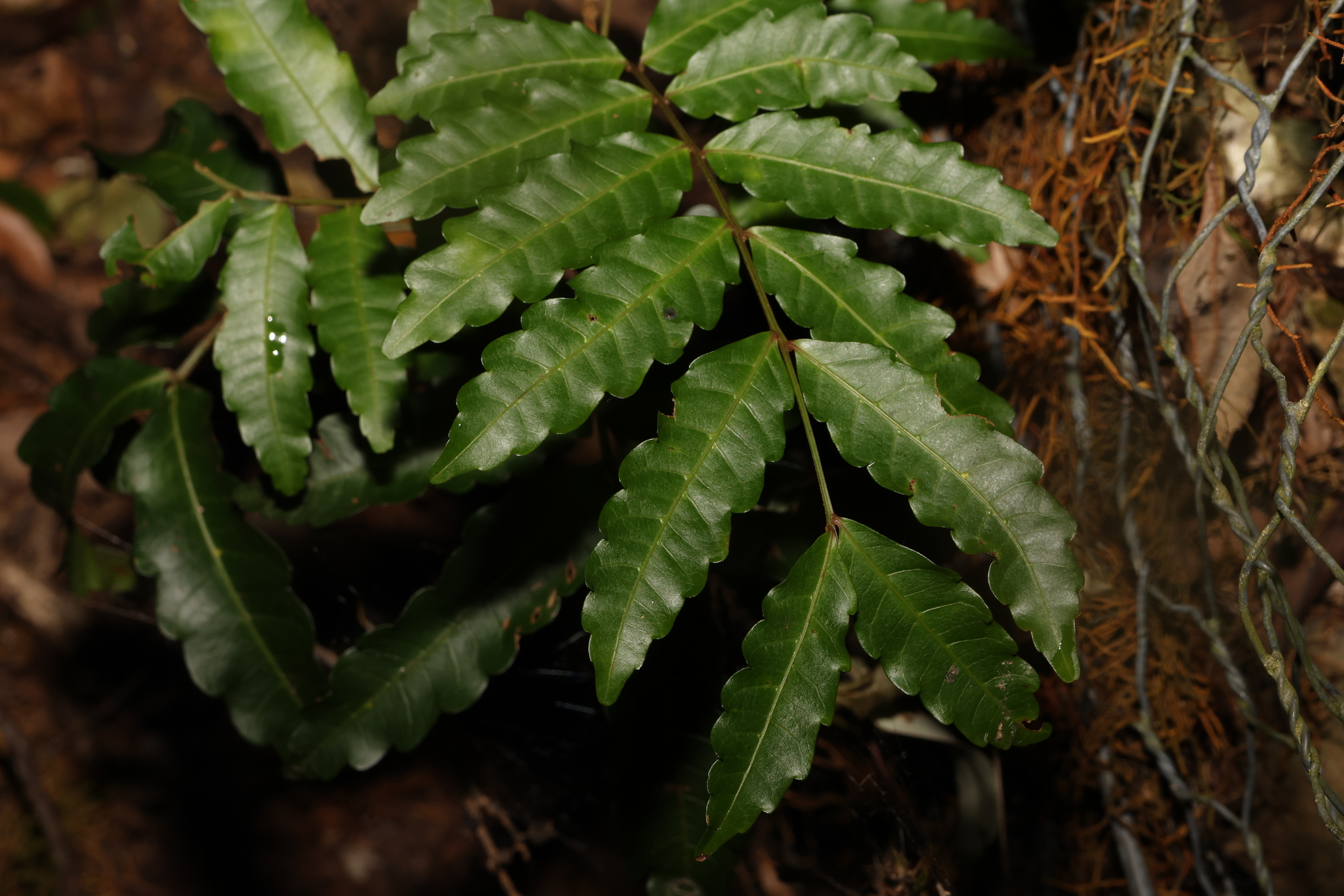 Narrow-Leaved Tuckeroo (Cupaniopsis baileyana)