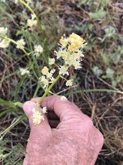 Toxicoscordion paniculatum