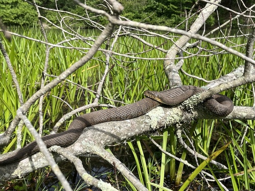 Northern Water Snake