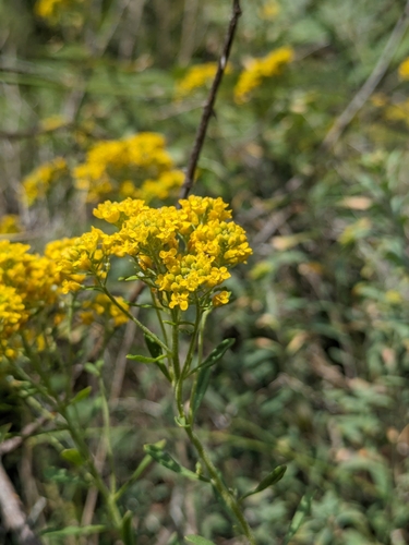Italian Alyssum (Odontarrhena argentea)