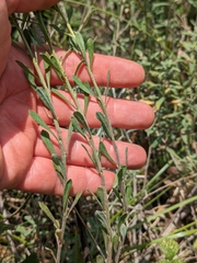 Odontarrhena argentea, photograph Denys Vynokurov, CC BY, iNaturalist via GBIF