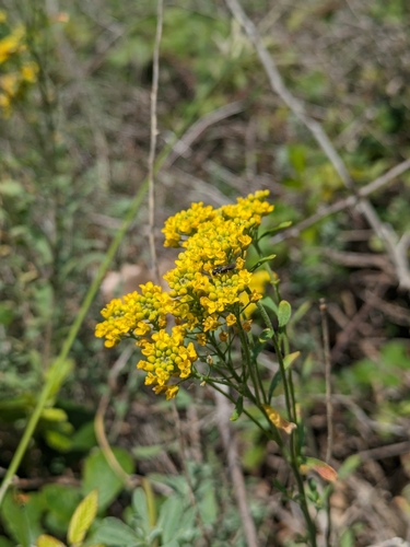 Odontarrhena argentea, photograph 6