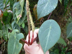 Peperomia choroniana