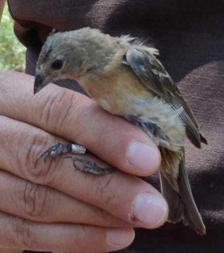 iNaturalist observation photo of Lazuli Bunting