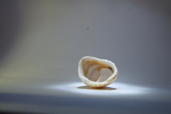 Crucibulum pectinatum