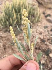 Atriplex corrugata