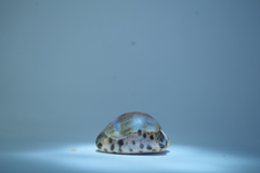 Pseudozonaria arabicula