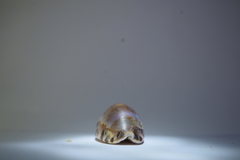 Pseudozonaria arabicula