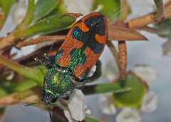 Castiarina hilaris