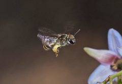 Lipotriches flavoviridis