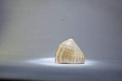 Crucibulum pectinatum