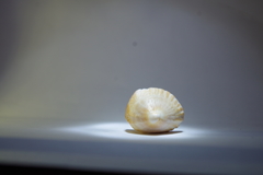 Crucibulum pectinatum