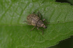 Anametis granulata