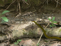 Dendrophidion clarkii