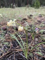Toxicoscordion paniculatum