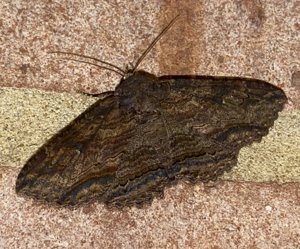 Lunate Zale Moth from Anne Arundel County, MD, USA on June 12, 2024 at ...