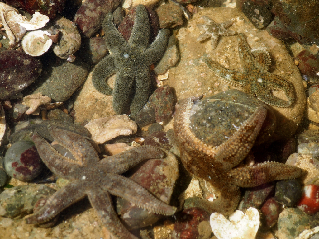 Six-rayed Star from salt creek, wa on June 05, 2016 by Wendy Feltham ...