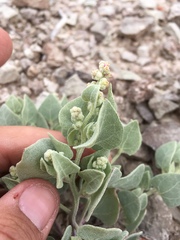 Atriplex saccaria