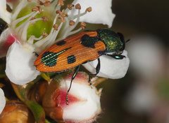 Castiarina hilaris