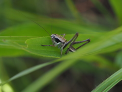 Platycleis grisea