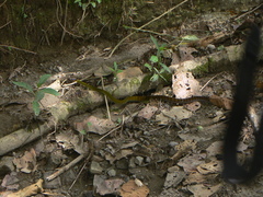 Dendrophidion clarkii