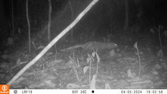 Black-Footed Mongoose photo 5