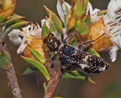 Scrobiger splendidus