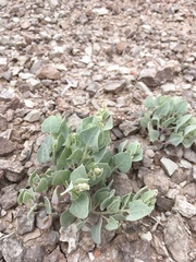 Atriplex saccaria