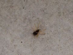 Neottiura bimaculata