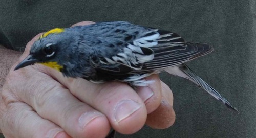 iNaturalist observation photo of Audubon's Warbler