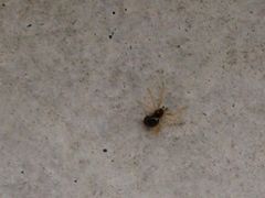 Neottiura bimaculata