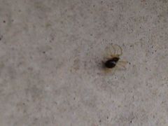 Neottiura bimaculata