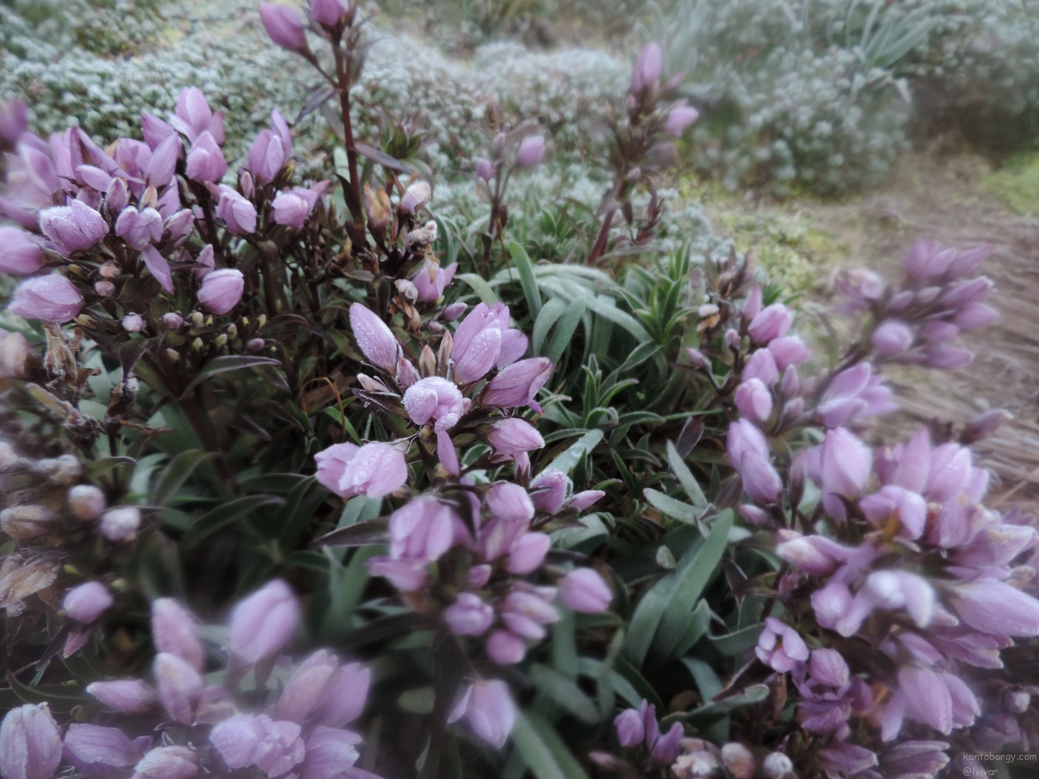 Gentianella foliosa image