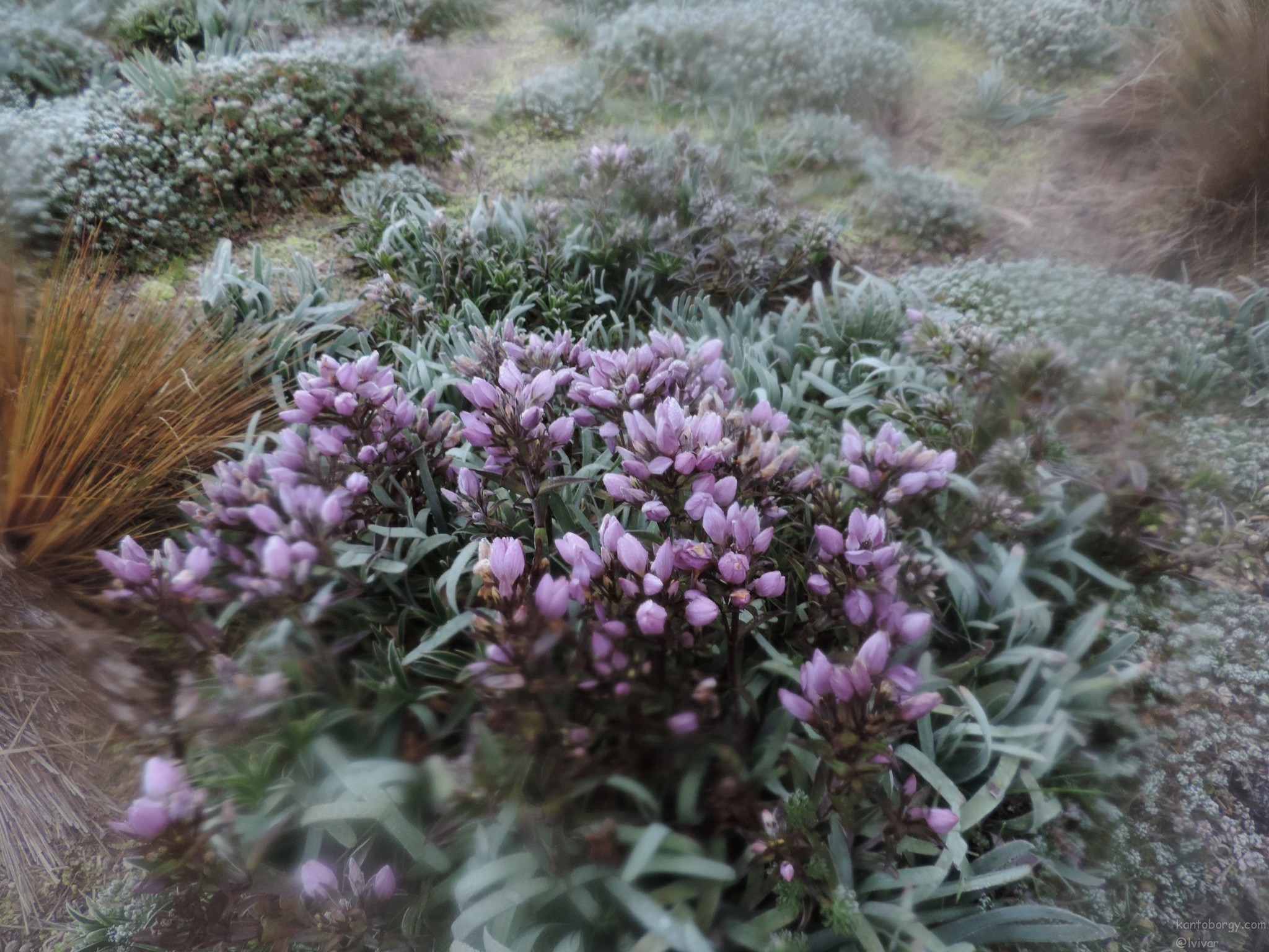Gentianella image