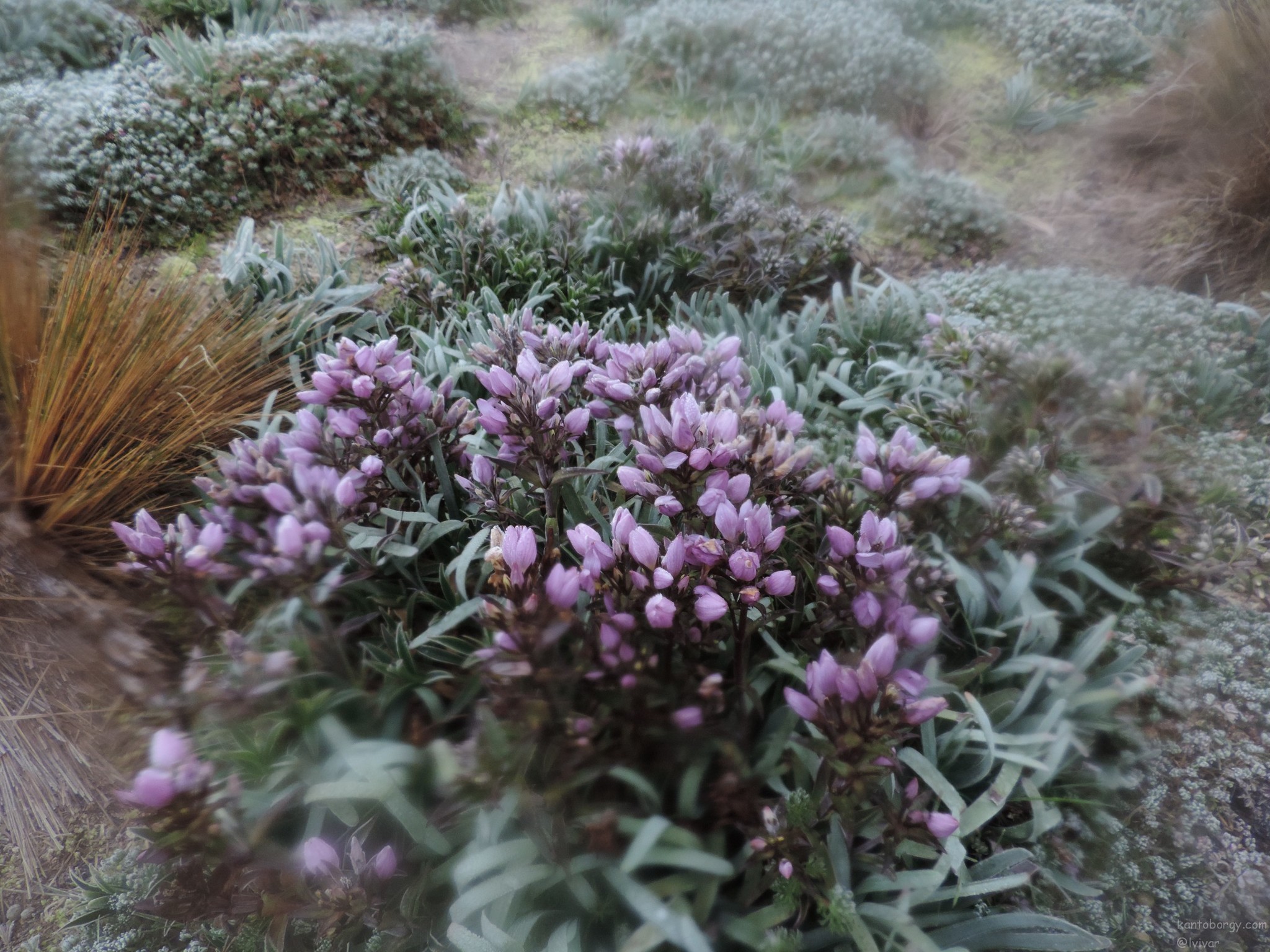 Gentianella foliosa image
