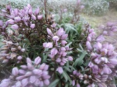 Gentianella foliosa