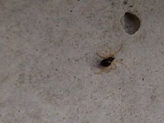 Neottiura bimaculata