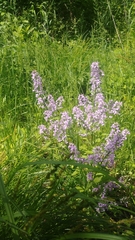 Iodanthus pinnatifidus