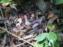 Erythrolamprus mimus