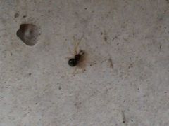 Neottiura bimaculata