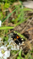Typocerus lunulatus texanus