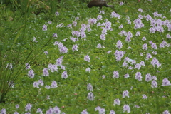 Pontederia crassipes